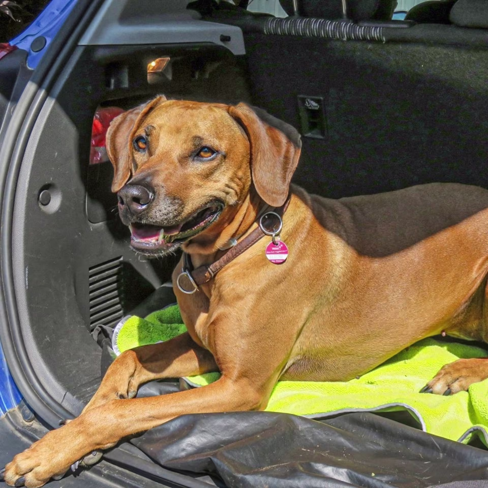 Serviette pour chien en microfibre Awiwa