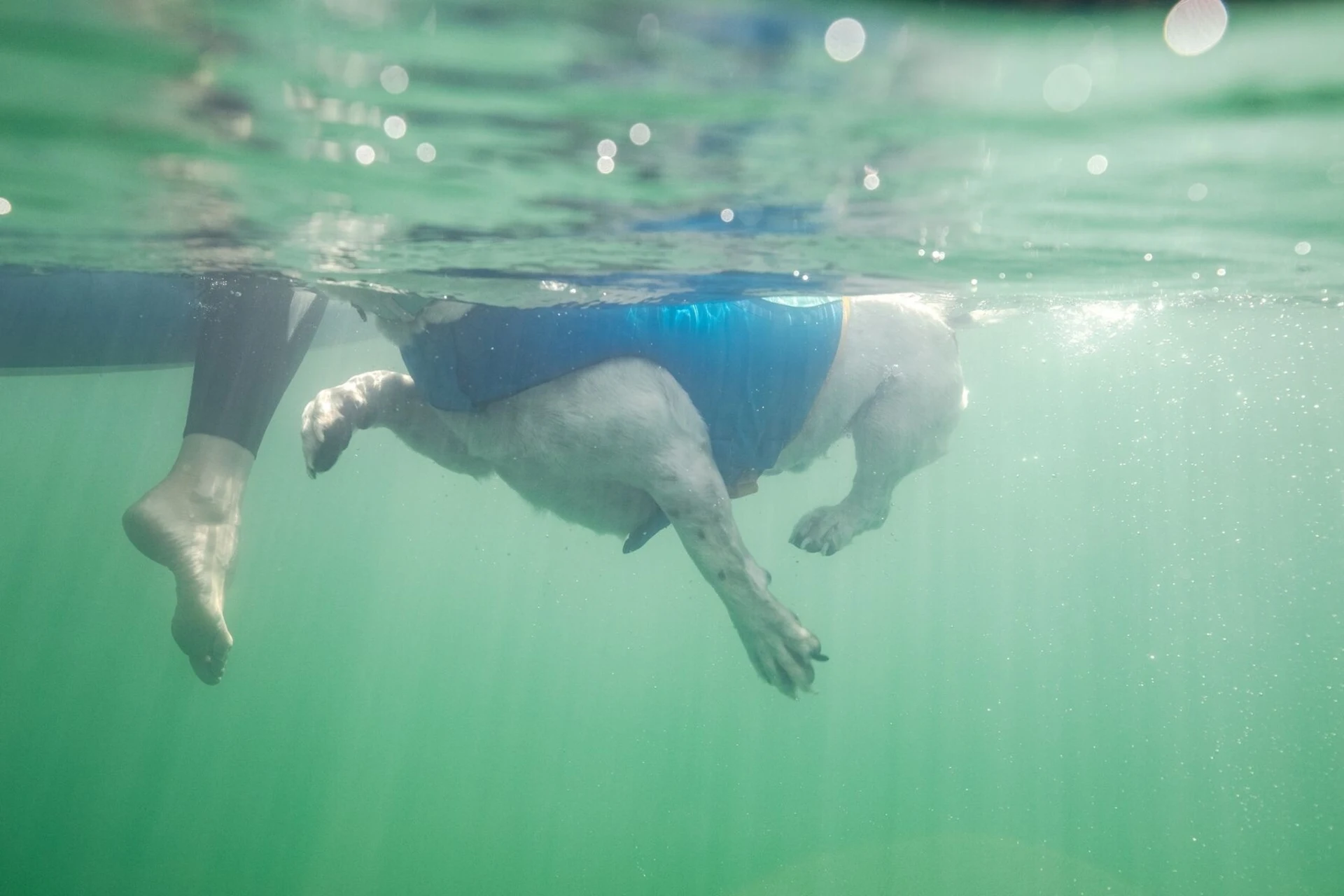 Ruffwear Float Coat Schwimmweste für Hunde Blue Dusk XS