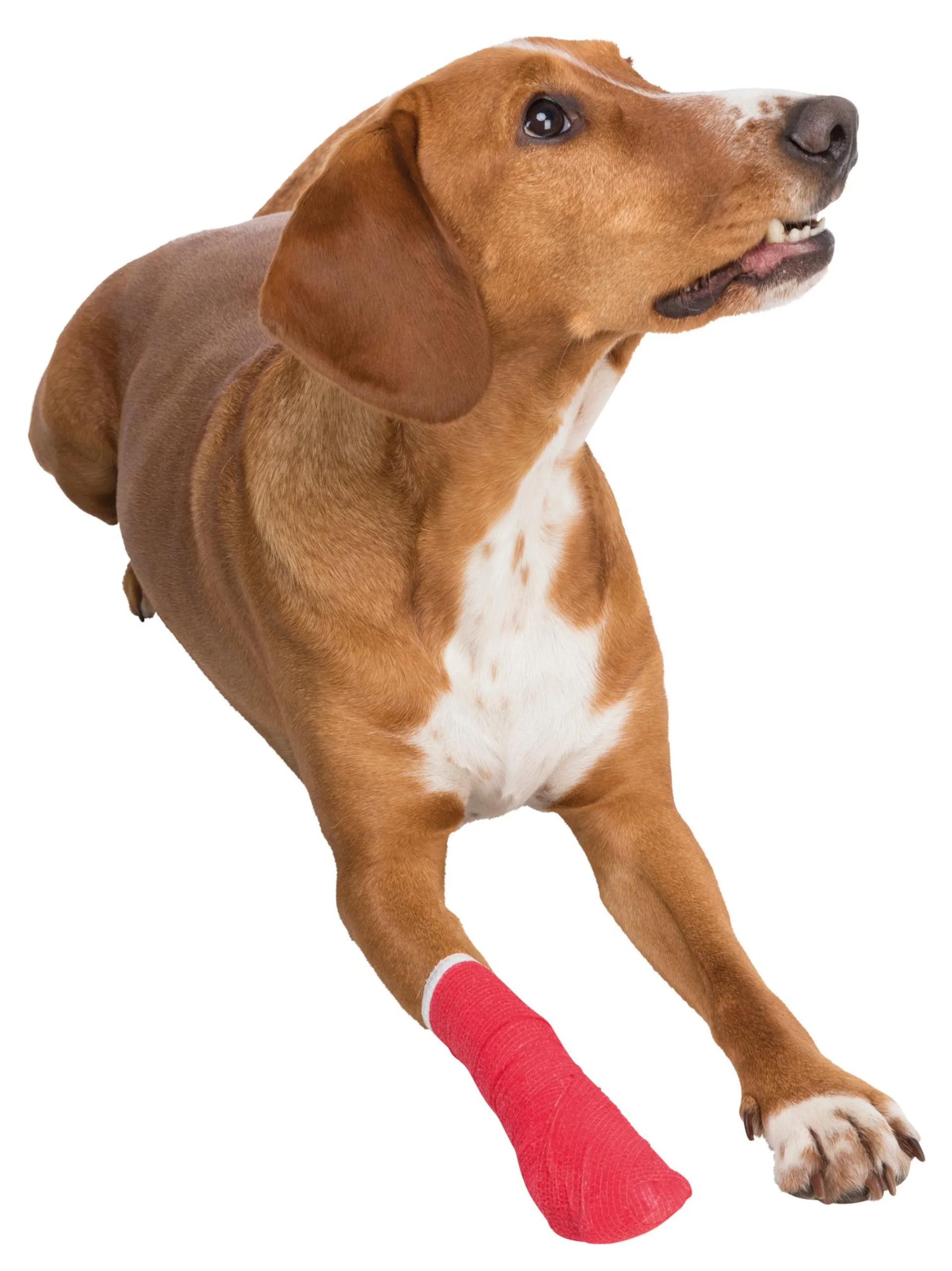 Jollypaw Kit de premiers secours pour chiens et chats