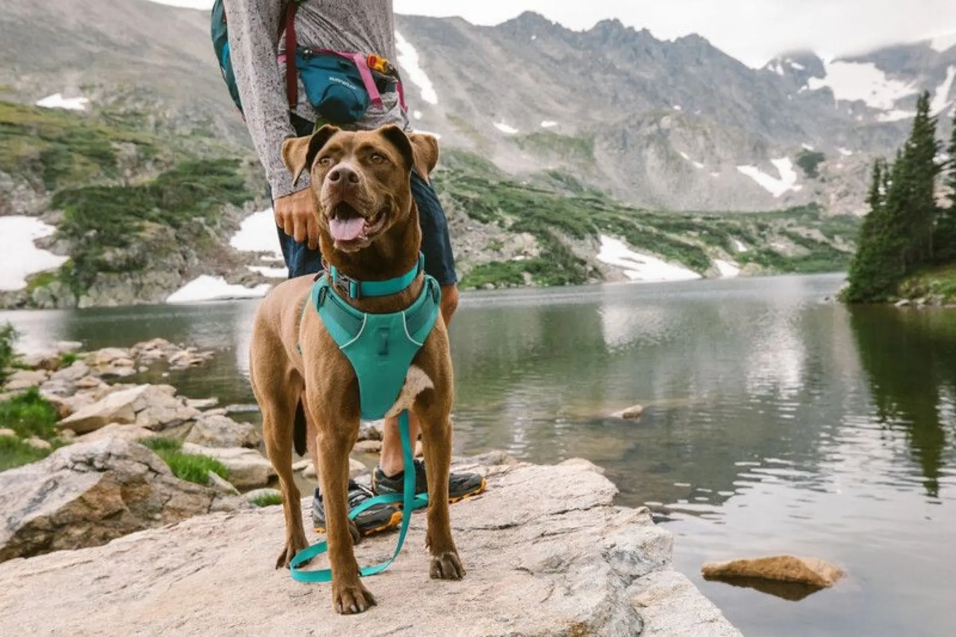 Ruffwear Front Range harnais rembourré pour chien Aurora Teal S