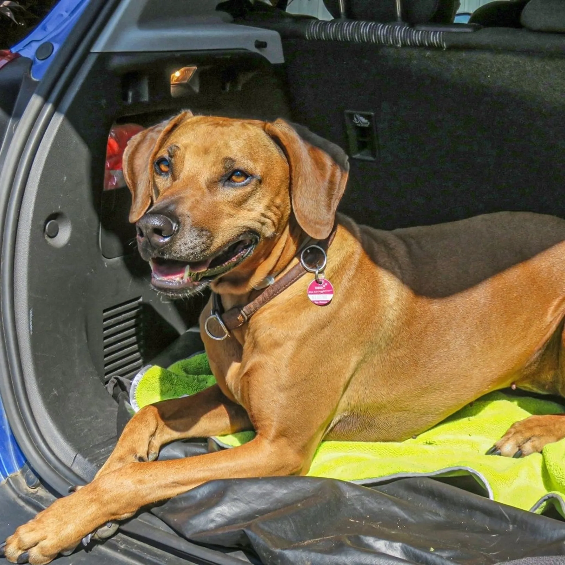 Serviette pour chien en microfibre Awiwa