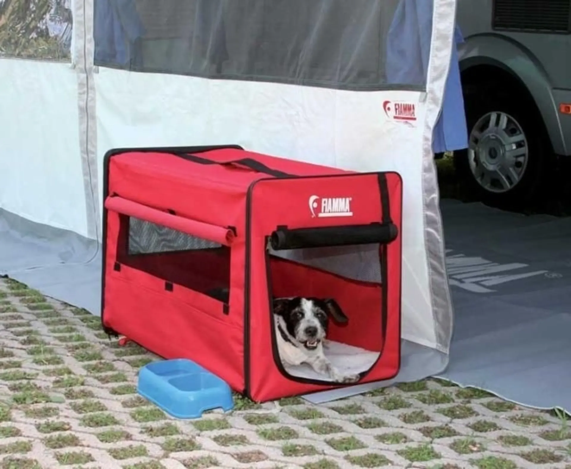 CARRY DOG