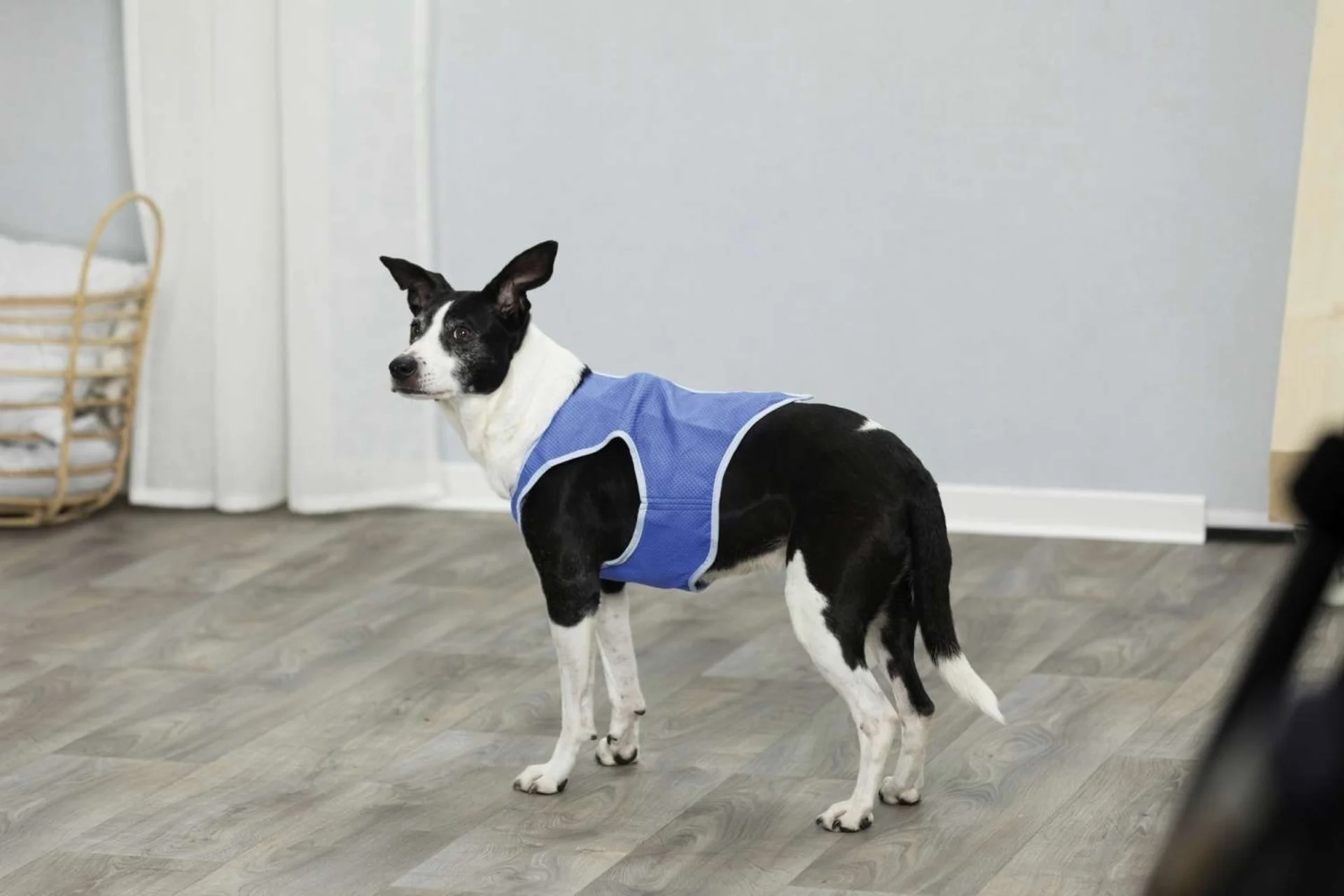 Gilet rafraîchissant TRIXIE S 25 cm bleu