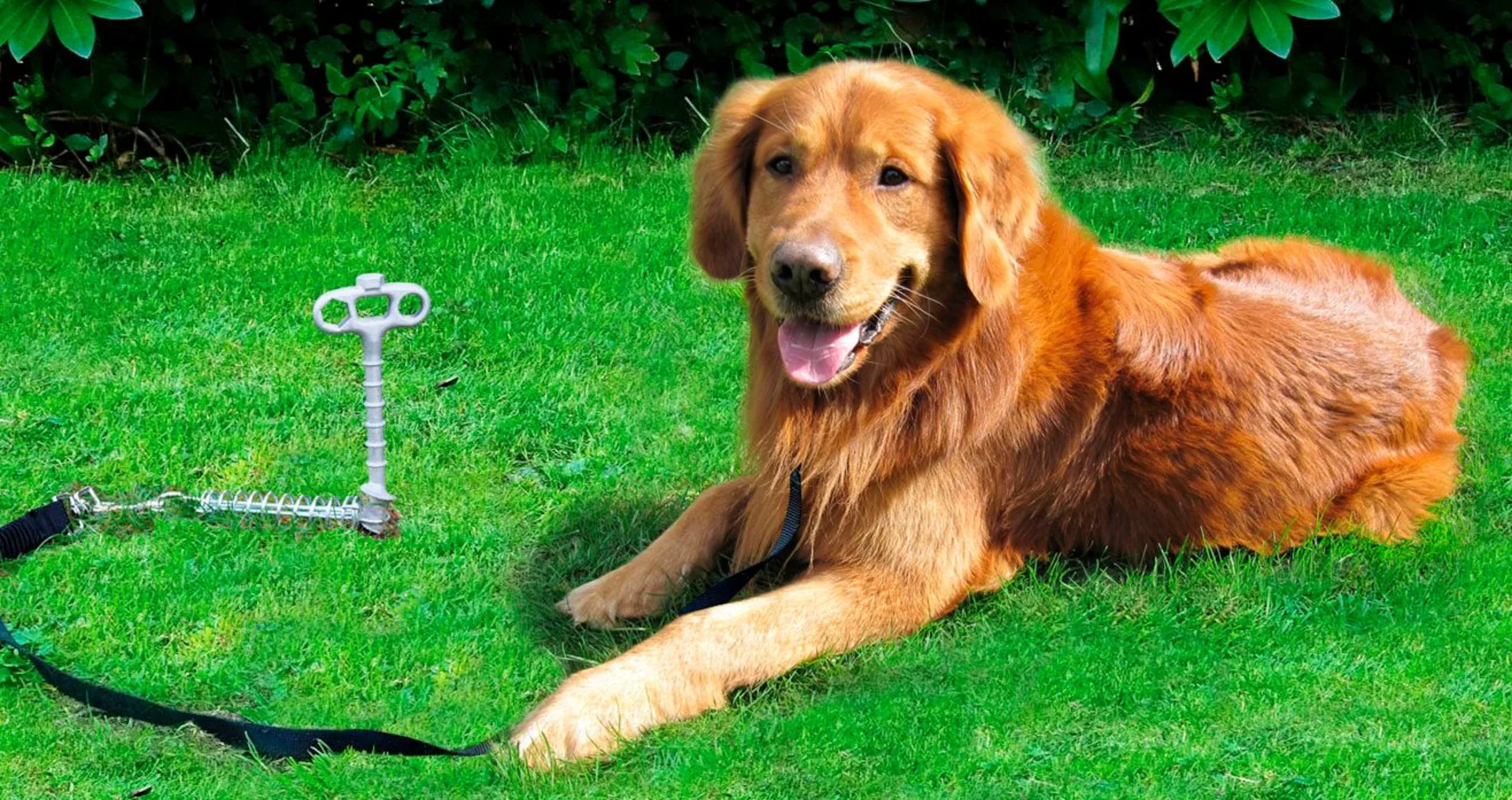 Peggy Peg PetPeg Schraubhering mit Anleinebefestigung für Haustier 33 cm (HP62)