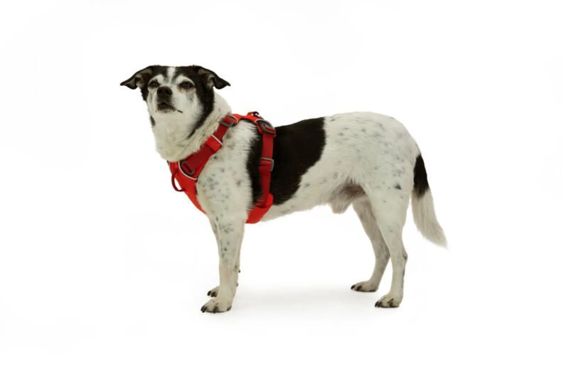 Ruffwear Front Range gepolstertes Hundegeschirr Red Sumac XS
