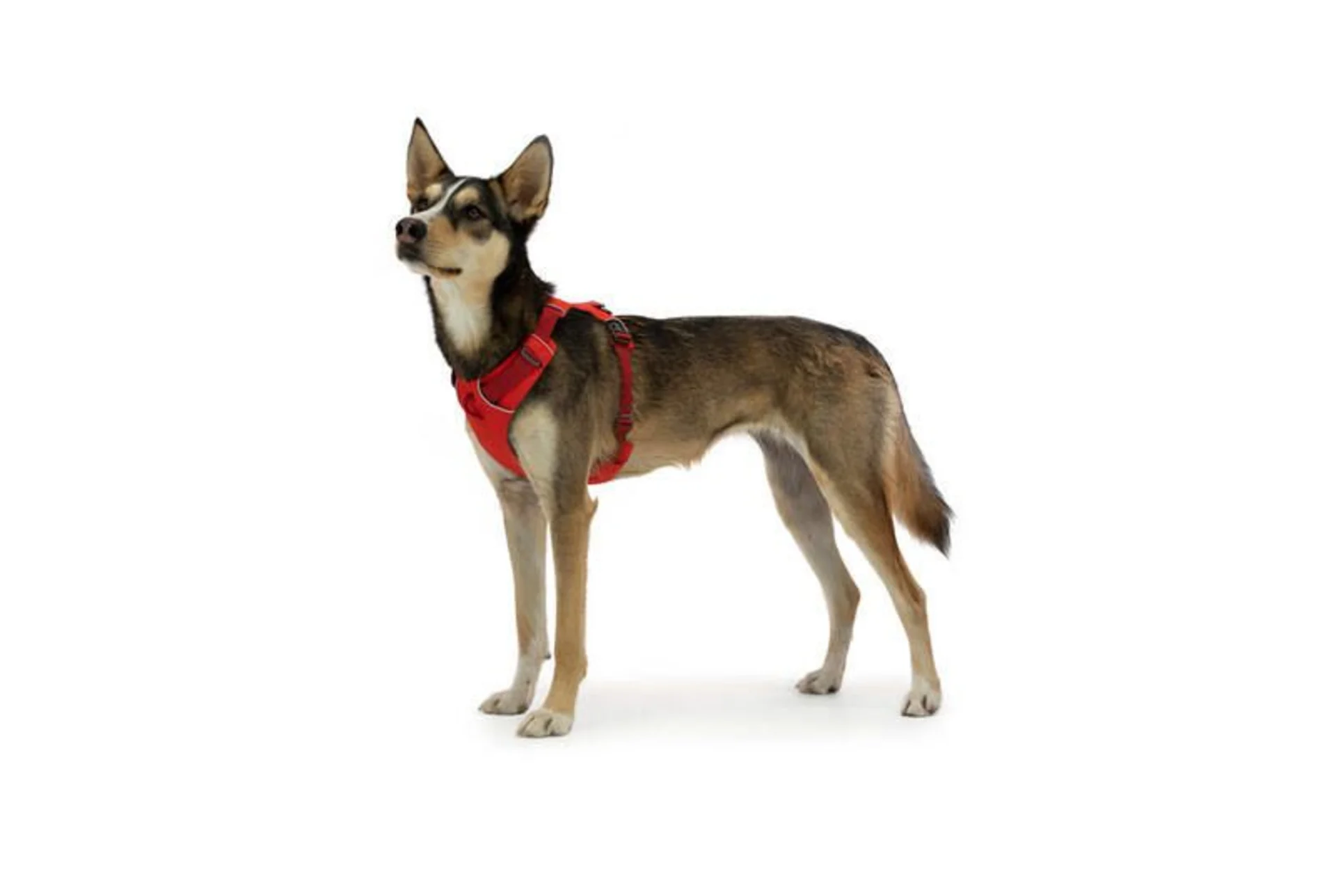 Ruffwear Front Range gepolstertes Hundegeschirr Red Sumac M