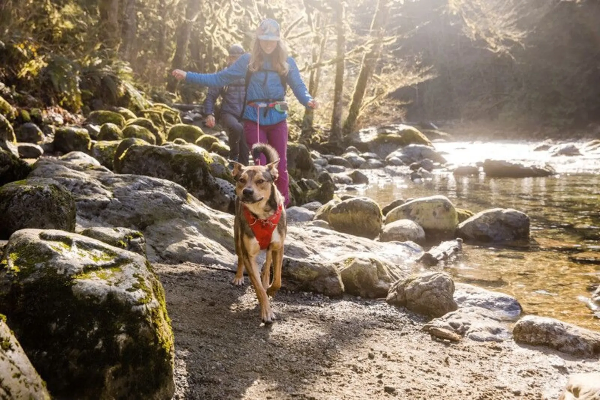 Ruffwear Front Range harnais rembourré pour chien Red Sumac M