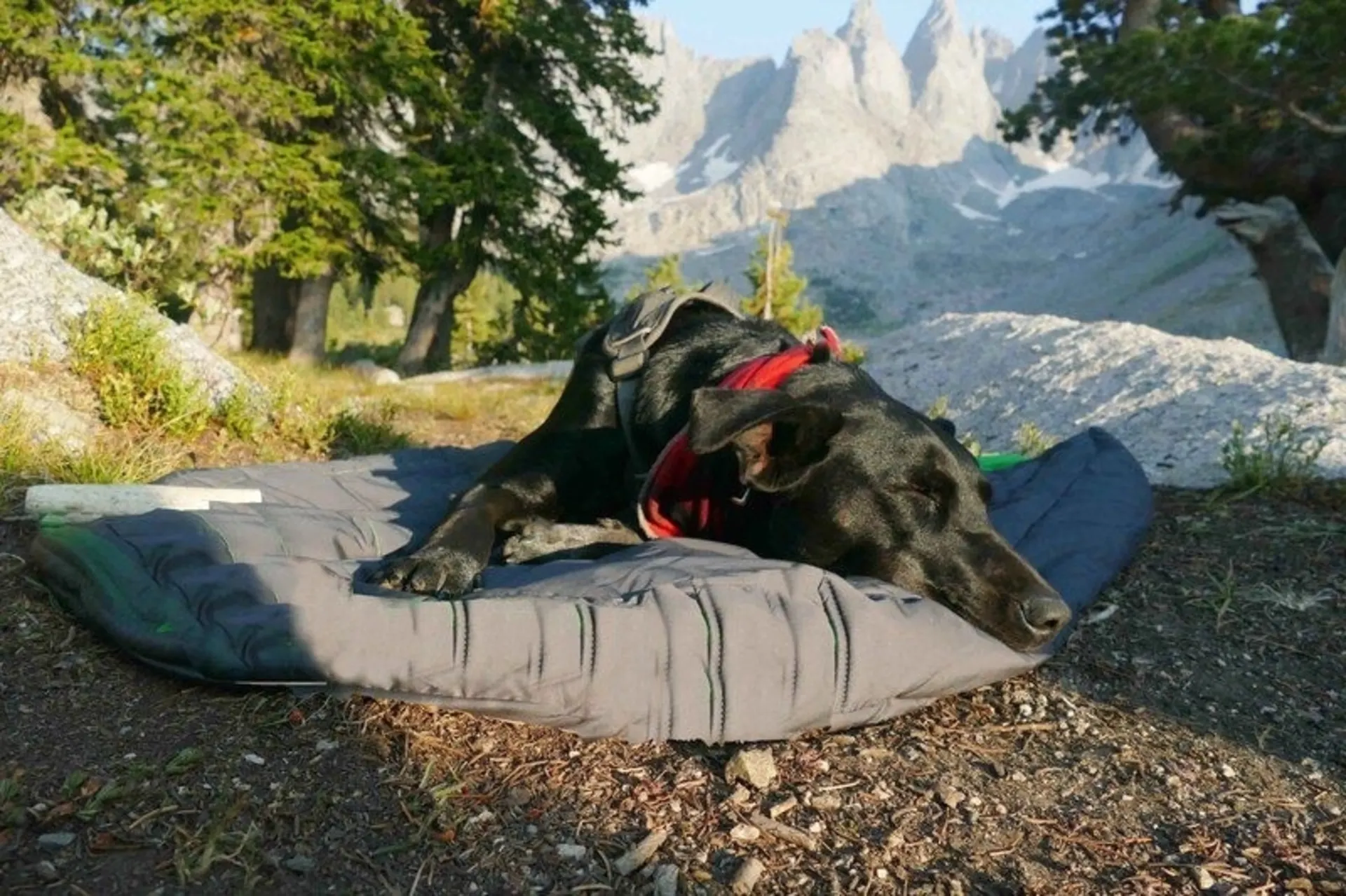 Kabellose Wärmedecke Comforter S für Hunde und Katzen - 85x70cm