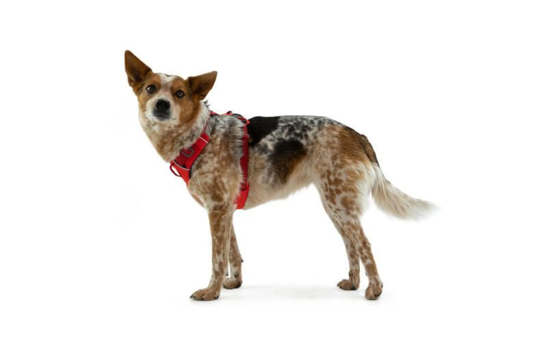 Ruffwear Front Range gepolstertes Hundegeschirr Red Sumac S