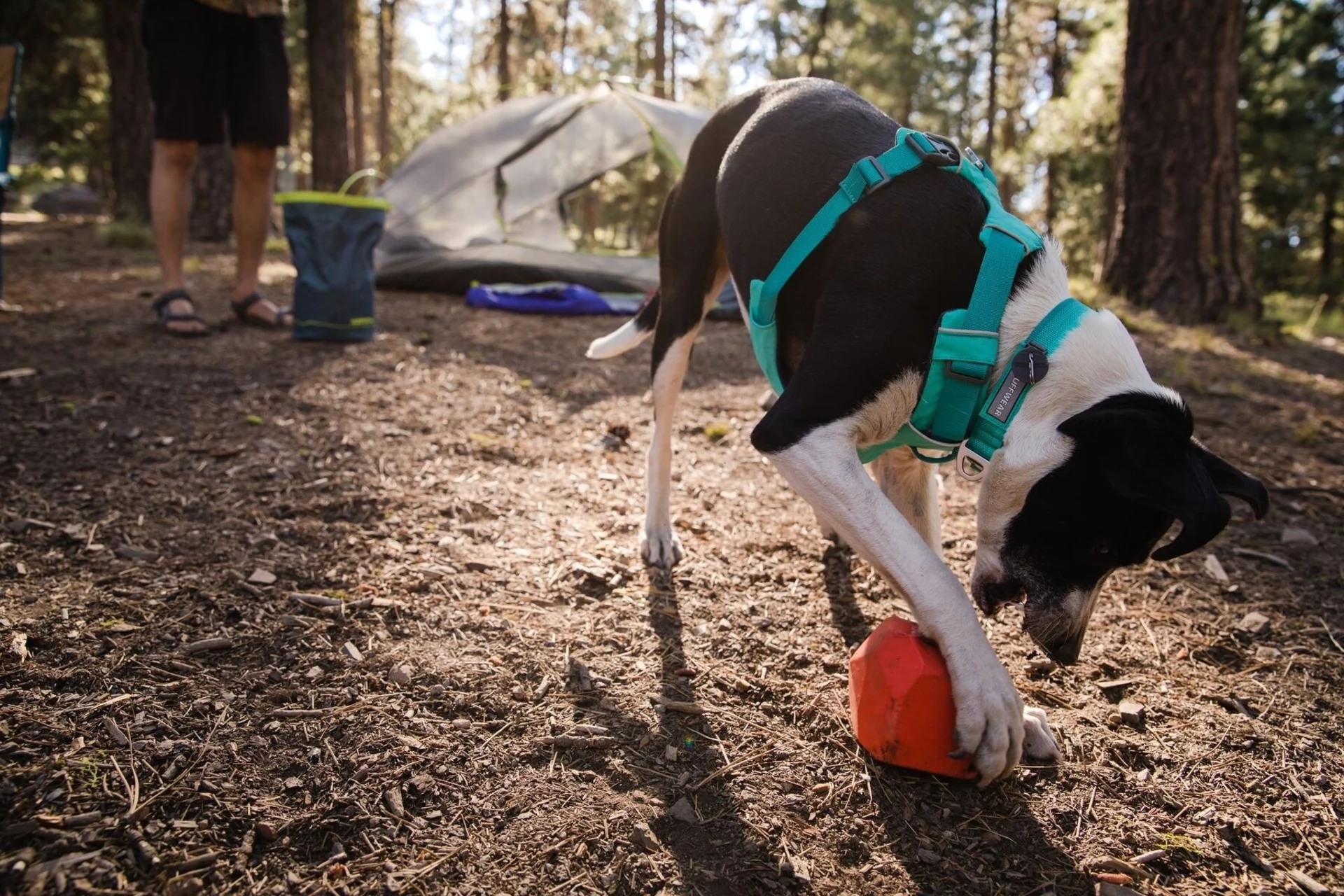 Ruffwear Front Range collier 28 - 36 cm aurora teal